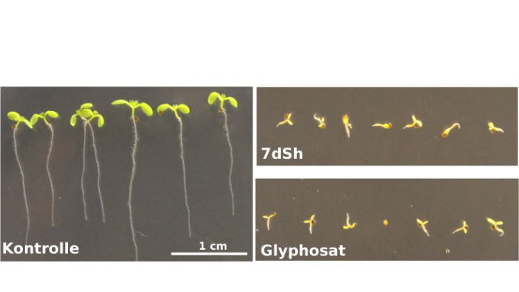 Arabidopsis thaliana Keimlinge nach 7-tägigem Wachstum: Während die Kontrollgruppe (links) sich normal entwickelte, wurde das Wachstum bei der Gabe von je 260 µM Glyphosat. Bild: Klaus Brilisauer.