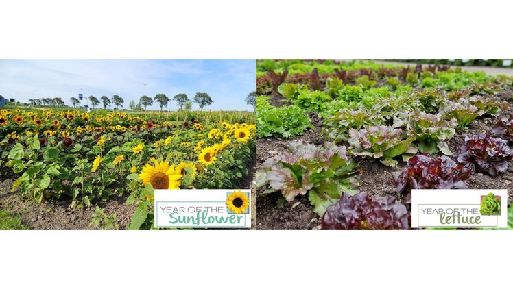 Das Jahr der Sonnenblume und des Salats präsentierte Gärtnern eine inspirierende Vielfalt. Bild: Fleuroselect.