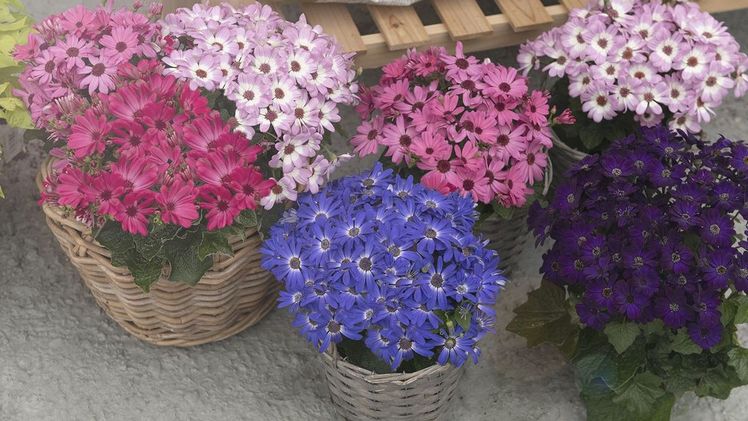 „Mandala“ und „Mandala Plus“ – so heißen die beiden neuen Senecio-Hybrid-Serien des Züchterunternehmens Dümmen Orange. Bild: Dümmen Orange.