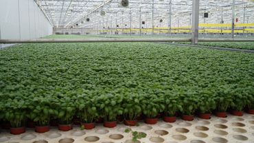 Basilikum ist eine der Hauptkulturen. Bild: GABOT.