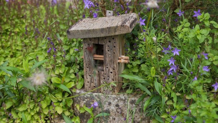 Bienen, Käfer und Co. freuen sich zum Beispiel über Wildblumen und Nistplätze aus Totholz. Bild:© NABU / Volker Gehrmann / gARTENreich.