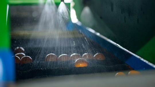 Besprühen von Obst mit nachhaltigen Lösungen zur Verlängerung der Haltbarkeit. Bild: Save Foods.