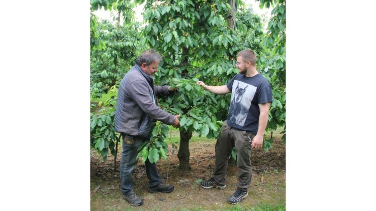 Obstbauer Manfred Felten und sein Sohn Matthias begutachten die heranwachsenden Süßkirschen in ihrer Obstanlage. Sie rechnen damit, Mitte Juni die ersten reifen Kirschen ernten zu können. Bild: Herbert Knuppen.