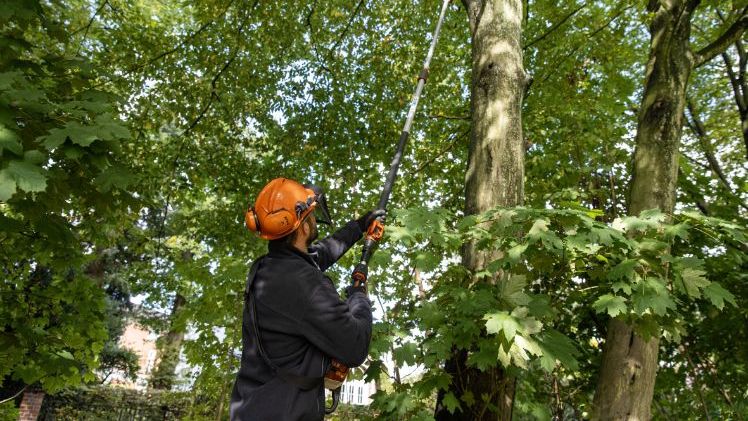 Dank seines besonders führungssteifen Teleskop-Schafts sind mit dem Akku-Hoch-Entaster STIHL HTA 135 auch Äste in luftiger Höhe in Reichweite des Anwenders. Die Gesamtlänge des Geräts lässt sich werkzeuglos zwischen 285 und 405 Zentimetern verstellen. Bild: STIHL.