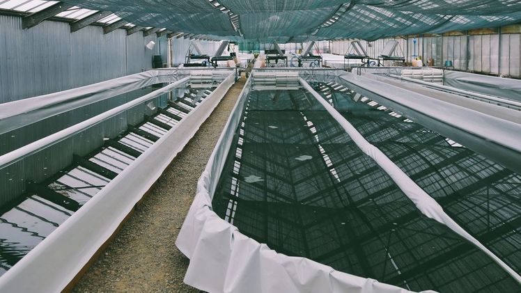 Seit 2018 produziert das Schweizer Start-up Spiruline SwissMade in Lonay am Genfersee die trendige Mikroalge in ihrem neuen Gewäschshaus mit einer Produktionsfläche von 700 m2. Bild: rh.