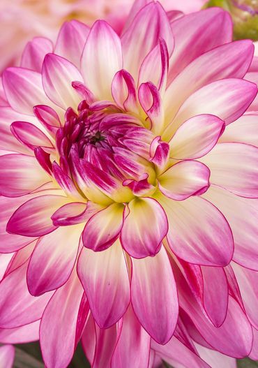 Dahlia x hybrida Sincerity von Syngenta Flowers.