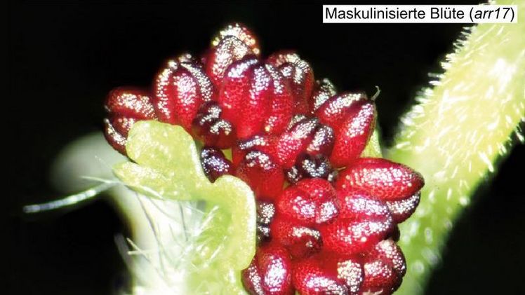 Geschlechtswechsel durch die Inaktivierung eines einzelnen Gens mithilfe der ‚Genschere’ CRISPR-Cas9: Weibliche Wildtyp-Blüten (WT) können durch Mutation des ARR17-Gens (arr17) in Männchen umgewandelt werden. Anstatt des weiblichen Fruchtblattes en Geschlechtswechsel durch die Inaktivierung eines einzelnen Gens mithilfe der ‚Genschere’ CRISPR-Cas9: Weibliche Wildtyp-Blüten (WT) können durch Mutation des ARR17-Gens (arr17) in Männchen umgewandelt werden. Anstatt des weiblichen Fruchtblattes entwickeln sich mehrere männliche Staubblätter. Bild: Thünen-Institut.