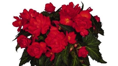 Mit der intensiv rot blühenden 'Miss Miami' ist zudem die Miss-Serie nun zu einem großartigen Trio für Ampeln angewachsen. Bild: Dümmen Orange.