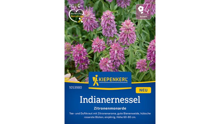 Die Indianernessel 'Zitronenmonarde'. Bild: © Bruno Nebelung GmbH/Kiepenkerl.