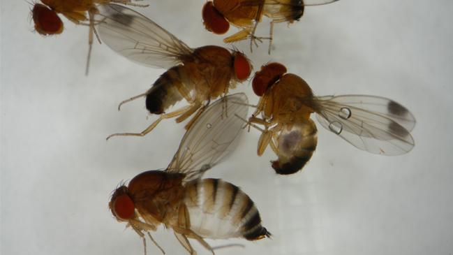 Die Kirschessigfliege (Drosophila suzukii) ist mit den bekannten Fruchtfliegen oder Essigfliegen verwandt. Bild: Pflanzenschutzdienst NRW.