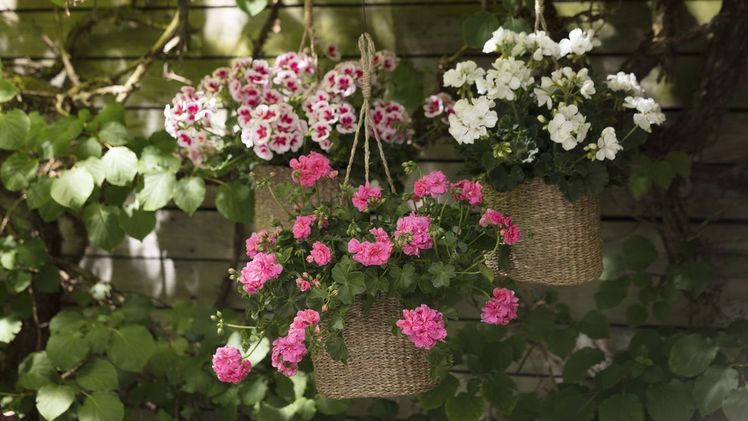 Pflegeleichtes Blühwunder. Hängegeranien eignen sich aufgrund ihres kaskadenartigen Wuchses mit bis zu 1,50 Meter langen Trieben besonders gut für Blumenampeln und andere schwebende Pflanzgefäße. Die vielfältigen Sommerschönheiten verdecken mit ihrer üppigen Blütenpracht karge Wände und verwandeln auch weniger einladende Ecken im Garten mühelos in lauschige Wohlfühloasen. Bild: Pelargonium of Europa.
