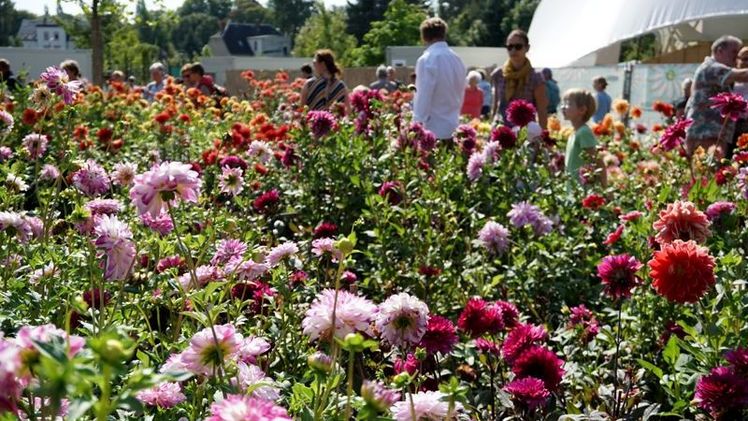 Dahliengarten auf der Sächsischen Landesgartenschau. Bild: Sächsische Landesgartenschau in Frankenberg/Sa. 