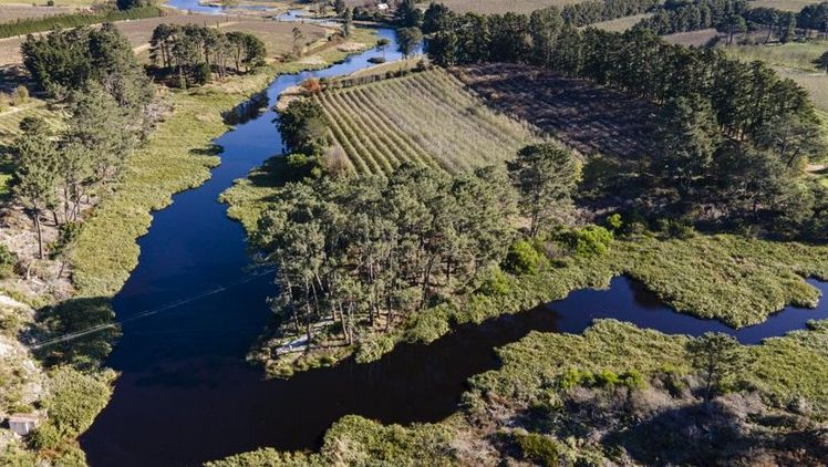 EDEKA unterstützt Projekte in wasserkritischen Anbauregionen. Durch sogenannte Pufferstreifen zwischen landwirtschaftlich genutzter Fläche und Gewässern wird das Wasser geschützt. Bild: EDEKA / Jacques Marais (Palmiet River).