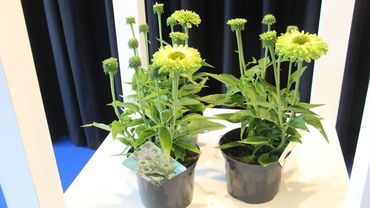 Bronze: Echinacea 'SunSeekers Apple green' von DS Plant, Zwevezele. Bild: Florall.
