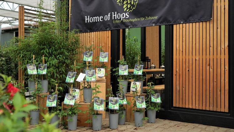 Der Brauhopfen 'Hops'. Bild: Heinje. Der Brauhopfen 'Hops'. Bild: Heinje.