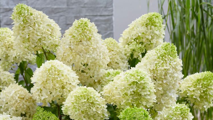 Die weiße Blüten verfärben sich im Herbst zum hellrosa. Bild: Joh. Stolwijk & Söhne.