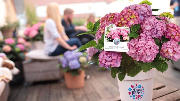 Die Hortensie Diva fiore® hat ein komplett neues Bildkonzept erhalten. Bild: Artmeyer. 