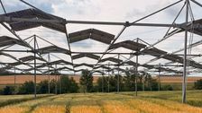 Eine Studie der Uni Hohenheim zeigt, dass auch typische Sonnenpflanzen ihre Photosynthese unter Teilbeschattung in Agroforst- und Agri-PV-Systemen anpassen können. Bild: Universität Hohenheim / Markus Pflugfelder.