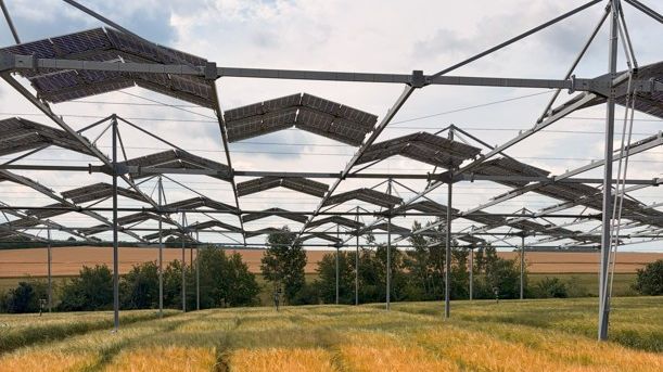 Eine Studie der Uni Hohenheim zeigt, dass auch typische Sonnenpflanzen ihre Photosynthese unter Teilbeschattung in Agroforst- und Agri-PV-Systemen anpassen können. Bild: Universität Hohenheim / Markus Pflugfelder.