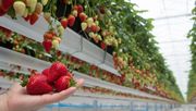 Malling™ Ace. Bild: Bayer CropScience.