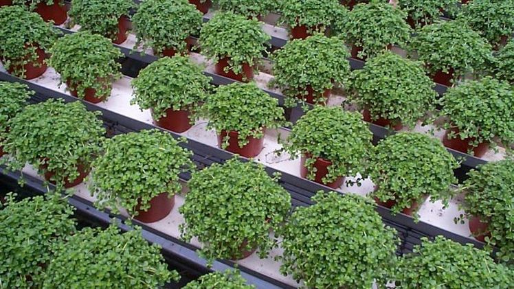 Die Produktionsfläche von Grünpflanzen wächst in den Niederlanden um 8% auf 400 ha. Bild: GABOT.