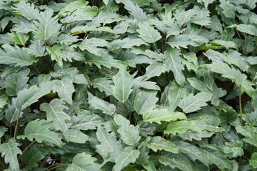 "Überdosierte Nützlinge". Bild: GABOT.