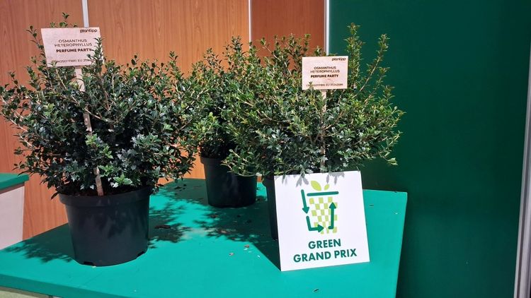 Gold beim GreenGrandPrix 2025: Osmanthus heterophyllus "PNOS01" (PERFUME PARTY®). Bild: GABOT. Gold beim GreenGrandPrix 2025: Osmanthus heterophyllus "PNOS01" (PERFUME PARTY®). Bild: GABOT.