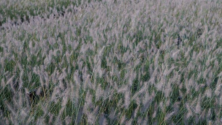 Pennisetum könnte auf die Liste der invasiven Arten kommen. Bild: GABOT.