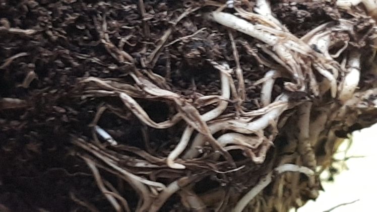 Das BMEL fördert die Torfminderung im Gartenbau. Bild: GABOT.