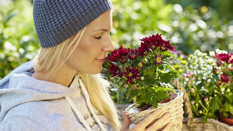Für ein Farbspektakel so schön wie ein Feuerwerk sorgen Chrysanthemen in vielen Varianten auf dem herbstlichen Balkon. Bild: GMH/BVE.