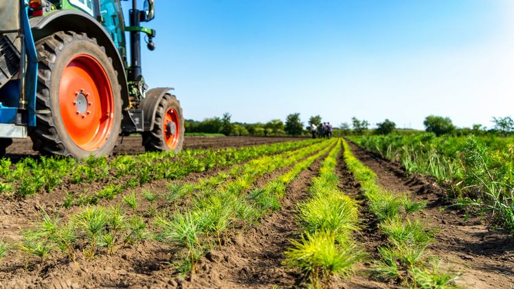 Schachtschneider ist spezialisiert auf wurzelnackter Heckenware sowie Wild- und Ziersträucher. Bild: Schachtschneider Baumschulen. Schachtschneider ist spezialisiert auf wurzelnackter Heckenware sowie Wild- und Ziersträucher. Bild: Schachtschneider Baumschulen.