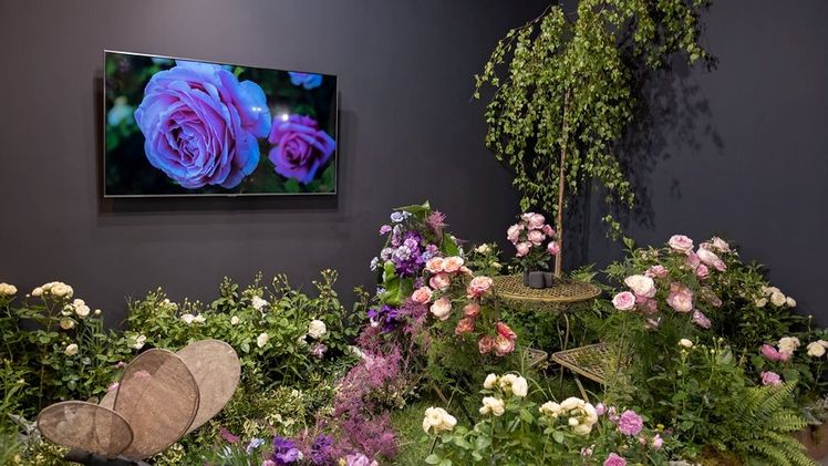 In der Zone 'Königin von Warschau'® wurde die neue Rosensorte präsentiert, die speziell für das Königliche Schloss gezüchtet wurde. Bild: Royal Flower Exhibition.