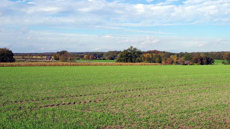 Die heimische Landwirtschaft soll vor den massiven Fraßschäden des Japankäfers geschützt werden. Bild: GABOT.