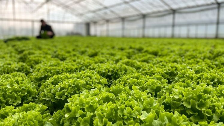 Gärtner Thomas Huber bei der Ernte von Kraussalat. Bild: Reichenau-Gemüse eG.