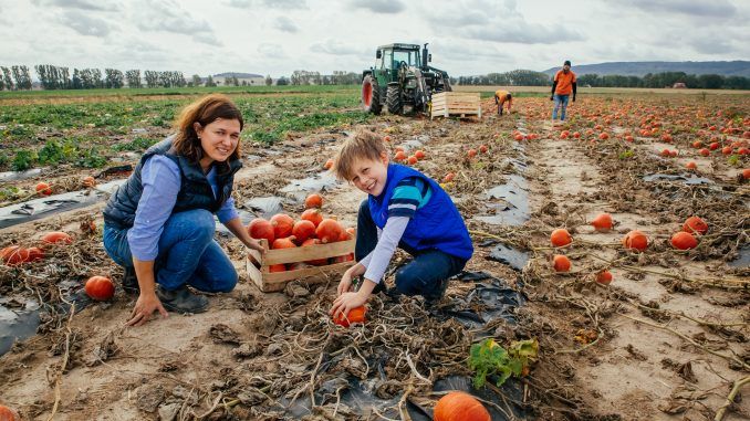 2019 haben in Niedersachsen 237 Bauernhöfe auf 305 Hektar Fläche Kürbisse angebaut. Bild: Eldagser Hoflieferant.