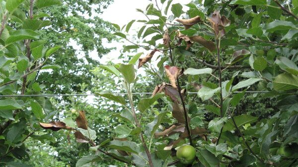 Feuerbrandbefall an Apfel in einer Erwerbsobstanlage. Bild: Eva Satzl / LfL.