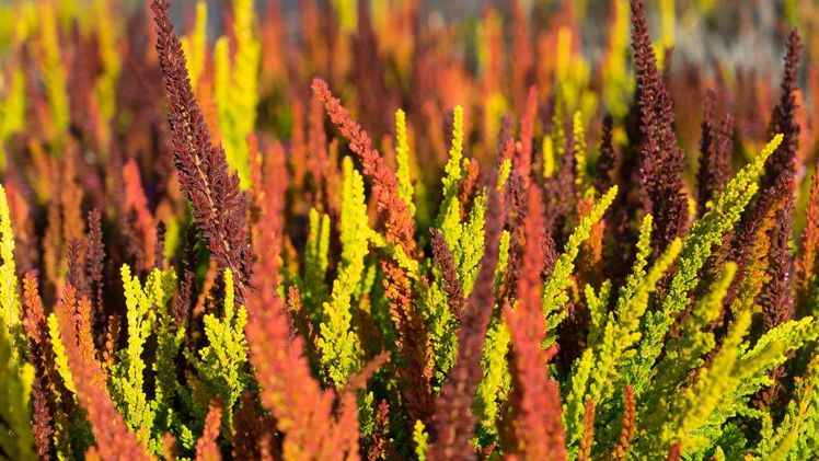 Das Besondere an den 'Sunset Fire' - Je kälter und sonniger der Herbst, desto mehr entfalten sie ihre Leuchtkraft. Bild: Gardengirls.