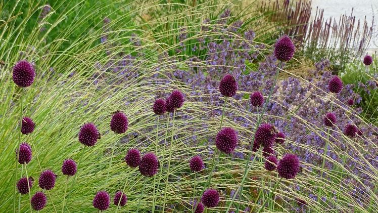 Blumenzwiebeln begleiten Stauden durchs Jahr. Bild: GMH/Bettina Banse.