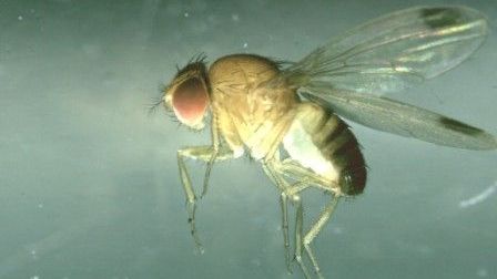 Kirschessigfliege (Drosophila suzukii) (c) Versuchszentrum Laimburg