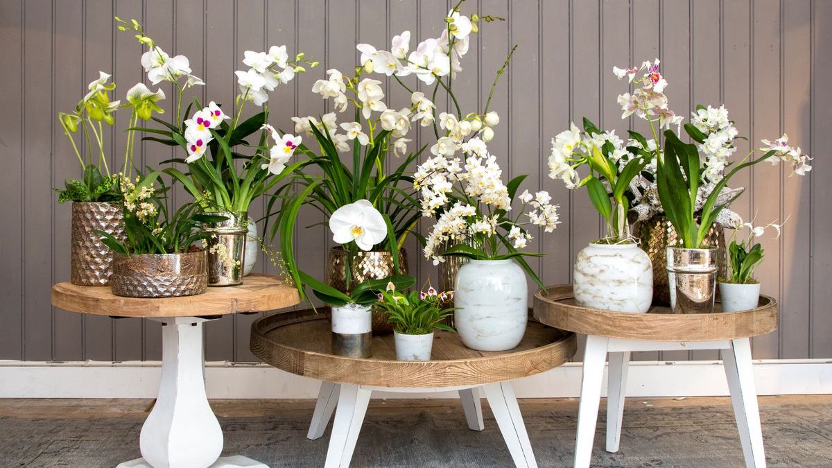 Traumhafte Blüten: Mit Orchideen Akzente setzen
