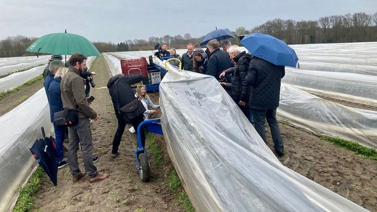 Spargelanstich auf dem Acker durch die Spargelkönigin. Bild: Vereinigung der Spargel- und Beerenanbauer e.V.