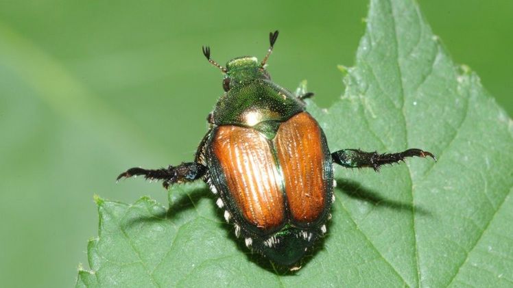 Japankäfer, der typisches Alarmverhalten zeigt. Foto: Christian Schweizer, Agroscope. 