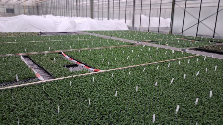 Die Jungpflanzenproduktion bei Deroose Plant in Belgien. Bild: GABOT.