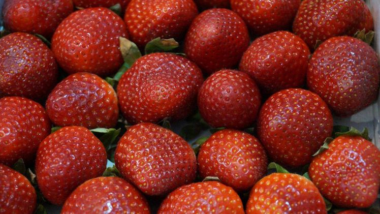 30% der Erdbeer-Erzeuger schätzen aktuell die Absatzsituation als schlecht bis sehr schlecht ein. Bild: GABOT.