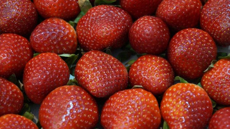 In NRW wurden 17.347 Tonnen Erdbeeren im Freiland produziert. Bild: GABOT.