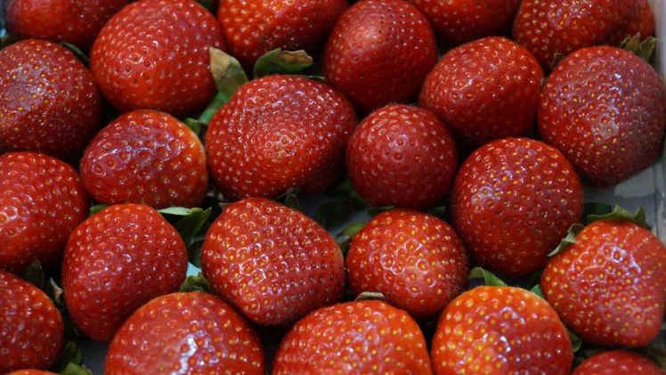 Für ein gutes Ausreifen der Früchte fehlte oftmals die Sonne. Bild: GABOT.