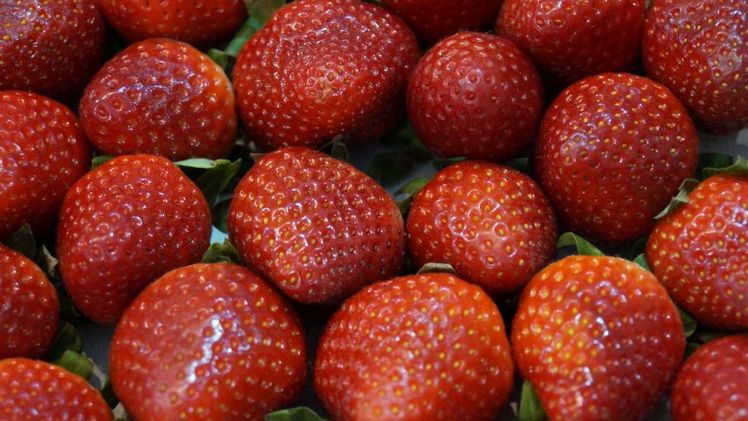 Das Statistische Bundesamt erwartet niedrige Spargel- und Erdbeerernten. Bild: GABOT.