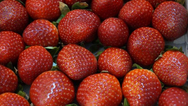 Gute Erträge bei Freiland-Erdbeeren in Niedersachsen. Bild: GABOT.