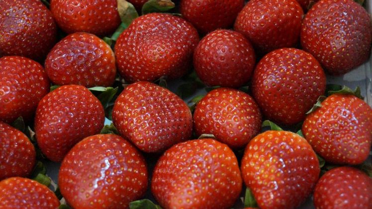 Regional wird die größte Erntemenge von Erdbeeren im Freiland mit 22.800 Tonnen in Niedersachsen erwartet. Bild: GABOT.