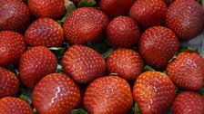 Erdbeeren gehören zu den arbeitsintensivsten Produkten überhaupt. Bild: GABOT.